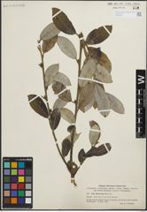 Foto von Salix hookeriana Barratt ex Hook.